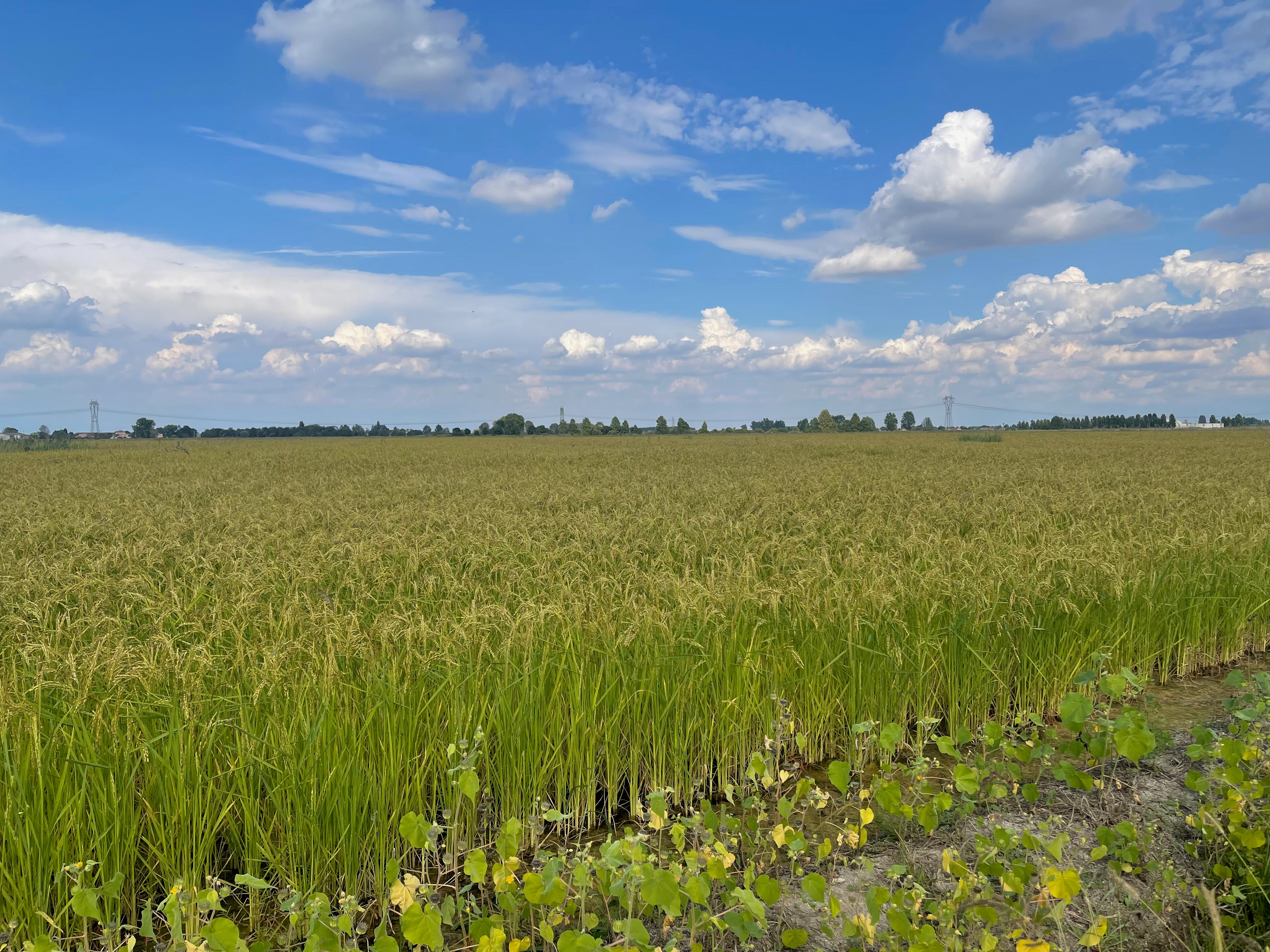 Carnaroli Rice (1kg)